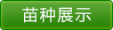 纯种台湾泥鳅苗苗种展示