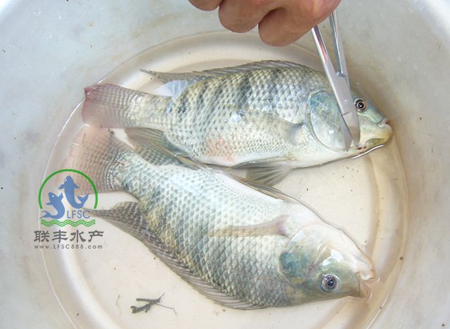 8、基地技术人员定期走访罗非鱼养殖现场，检测罗非鱼生长情况。