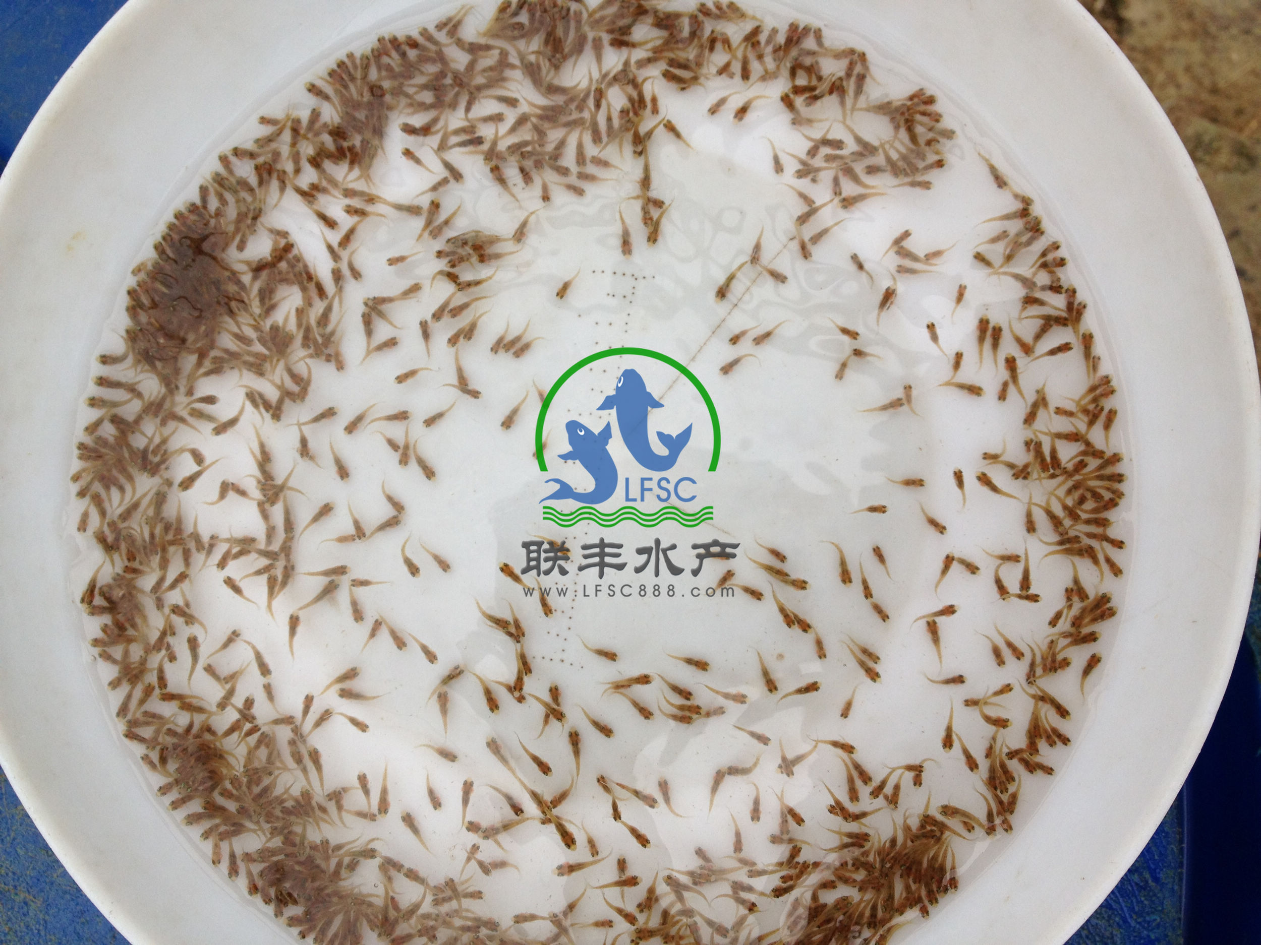 罗非鱼水花