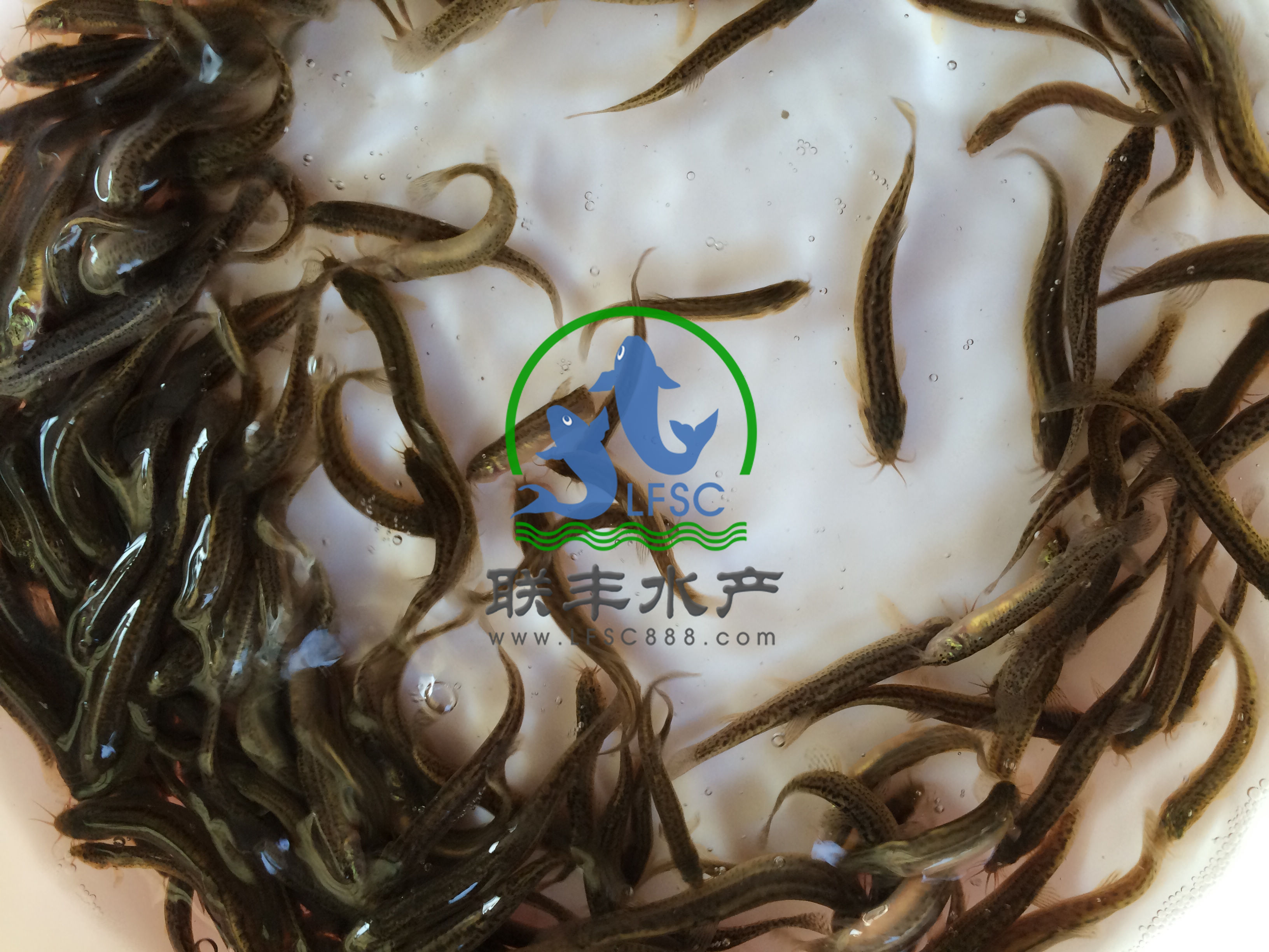 纯种台湾泥鳅苗,规格3~5cm