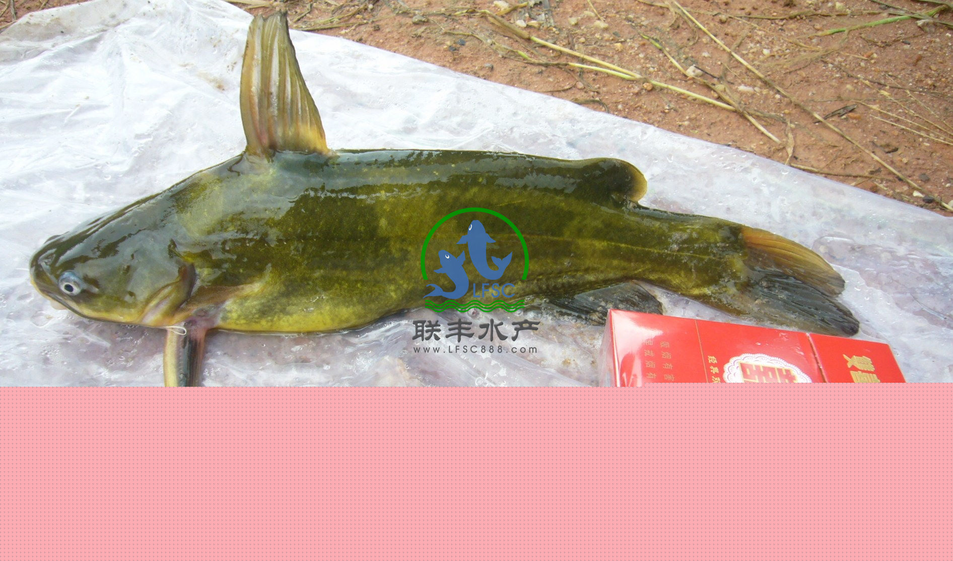 ȫԻƹ