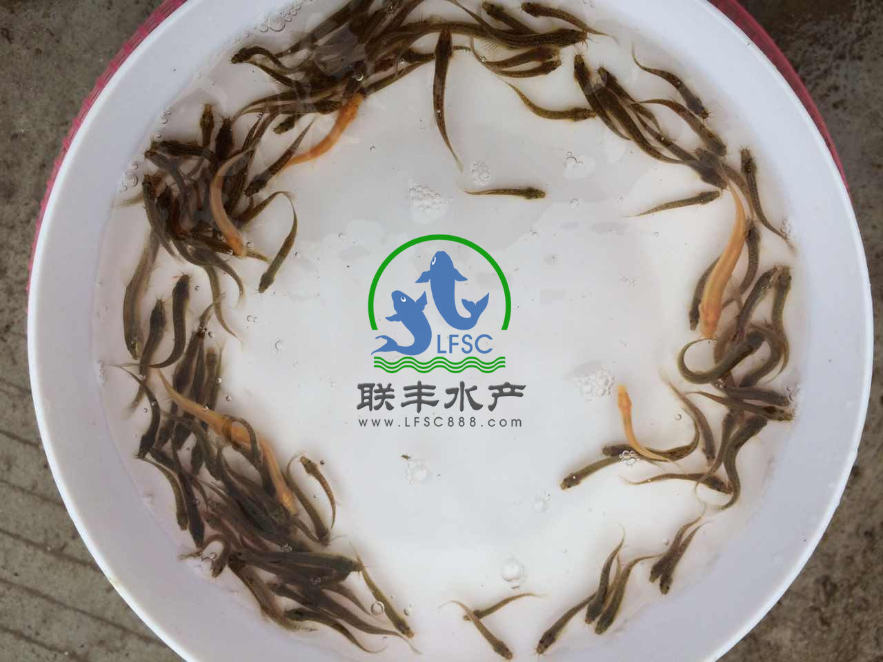 纯种台湾泥鳅苗