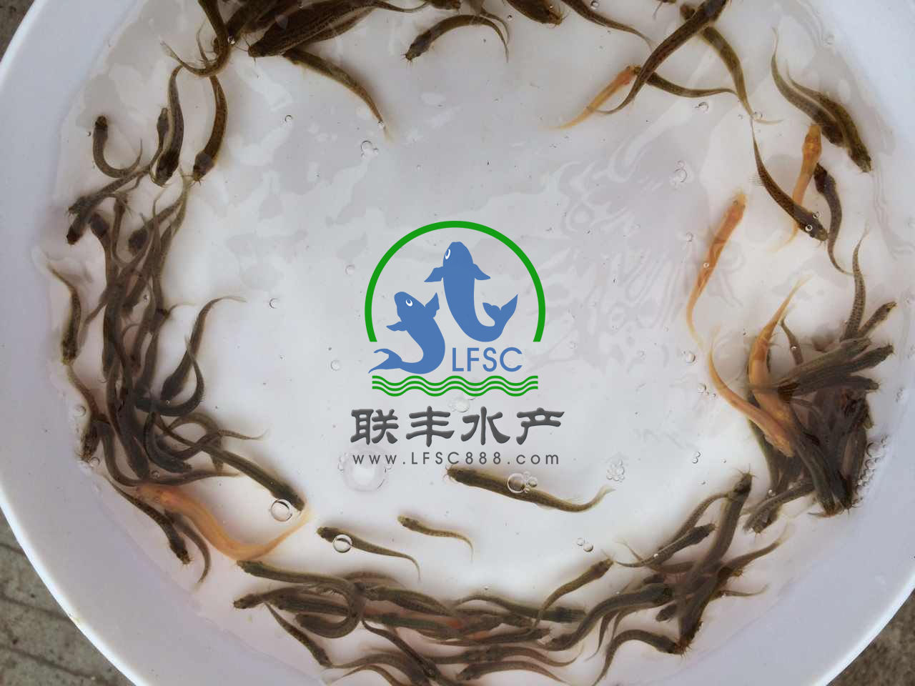 纯种台湾泥鳅苗
