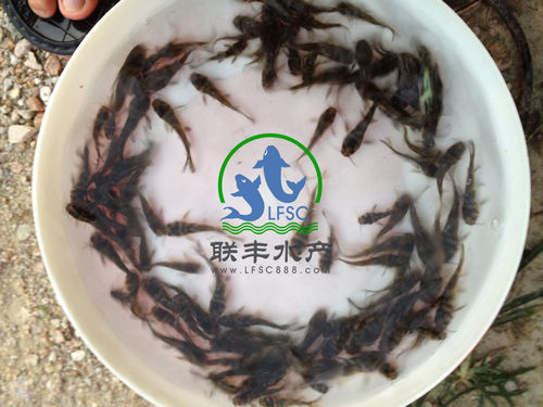 黄骨鱼苗