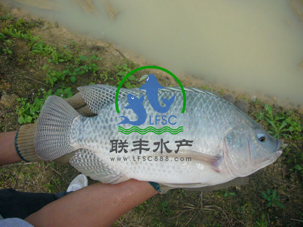 杂交新吉富罗非鱼